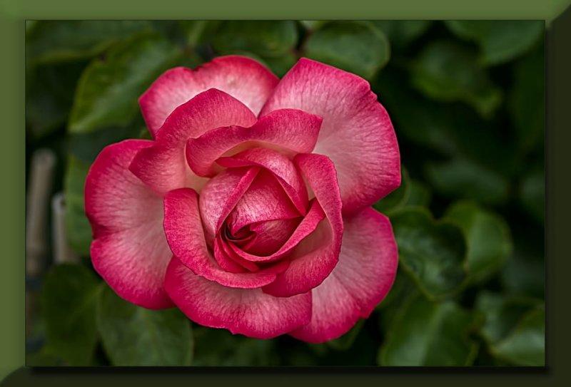 pretty rose...