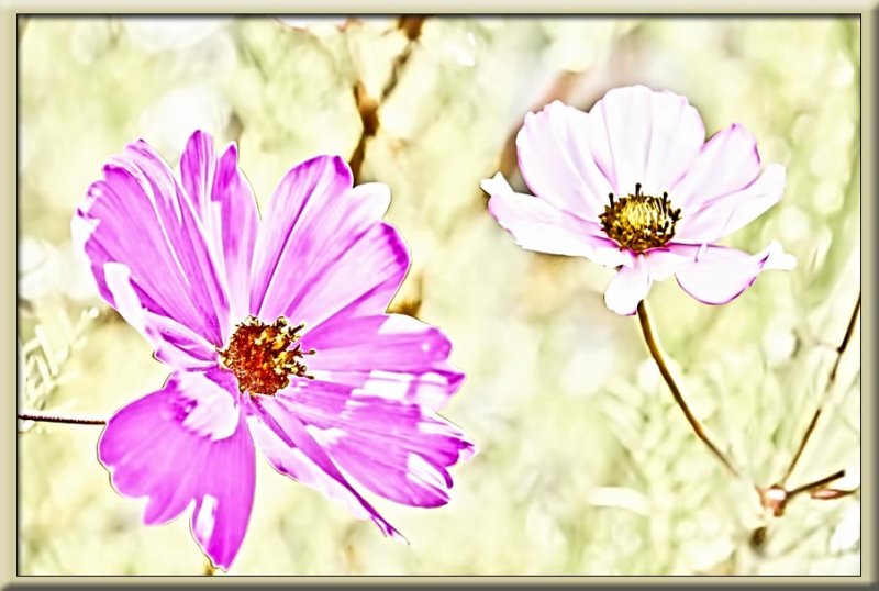 pink cosmos...