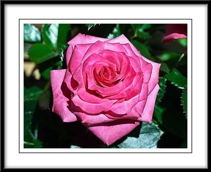 a velvety pink rose...