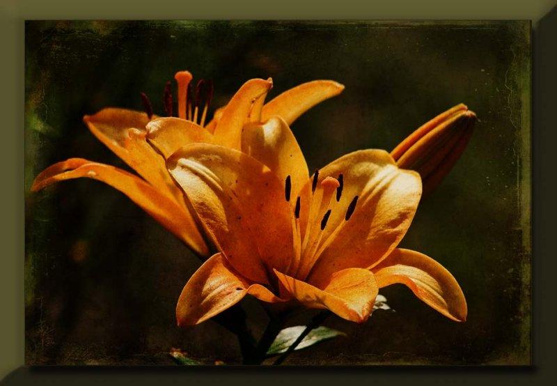 lillies with a texture...