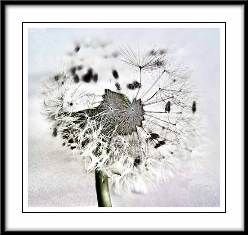 dandelion seedhead...