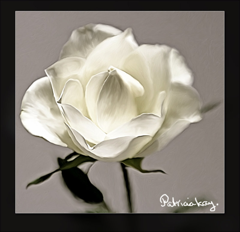 smudged-white-rose