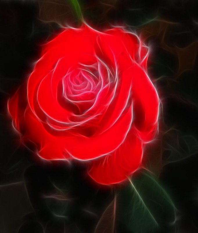 lone red rose