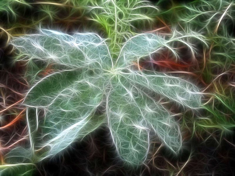 lupin leaf
