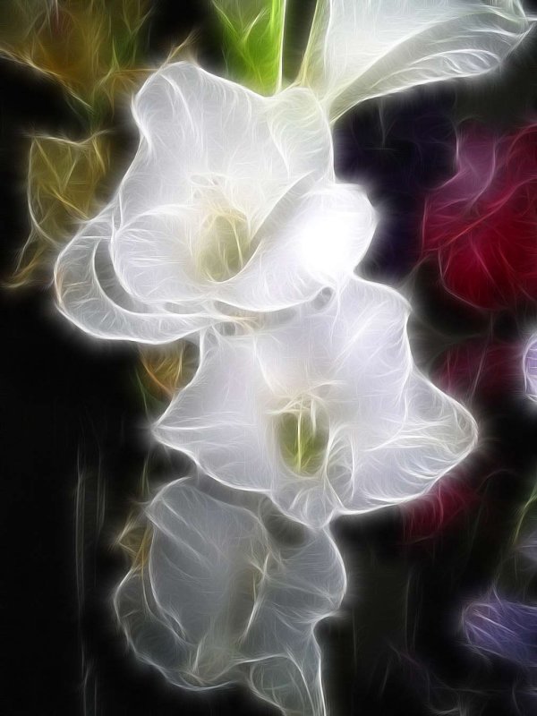 gladioli in white