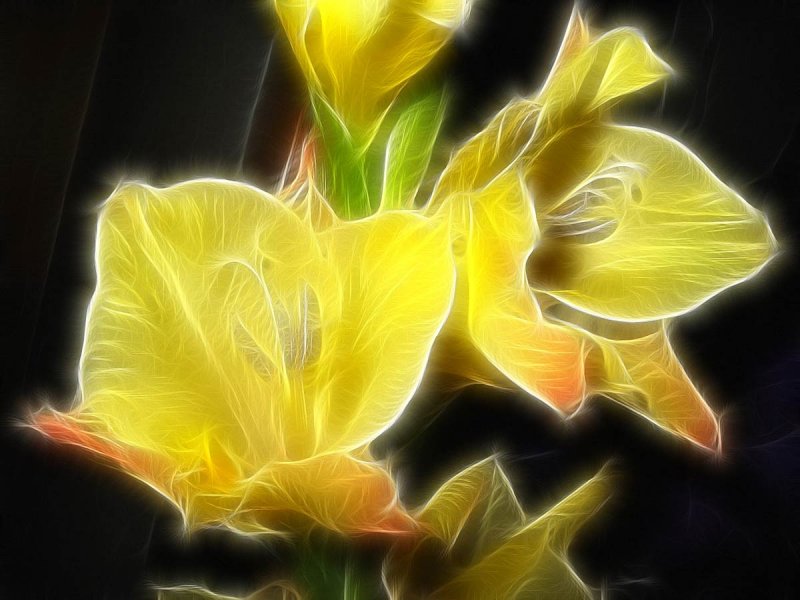 yellow gladioli