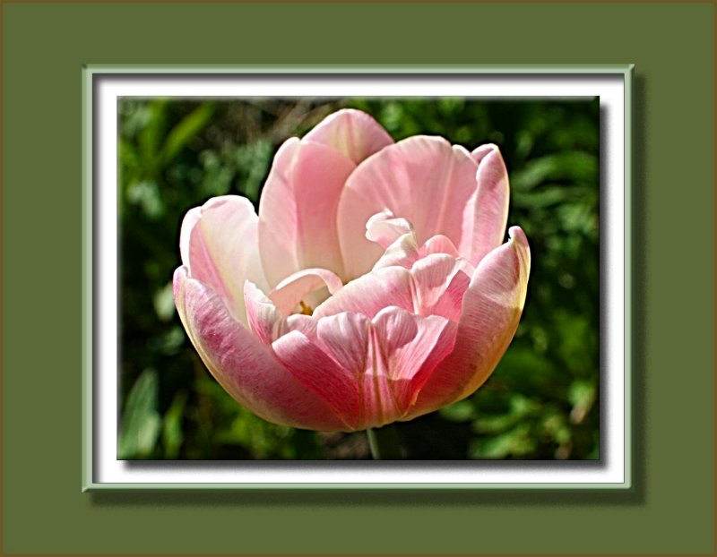 pink double tulip