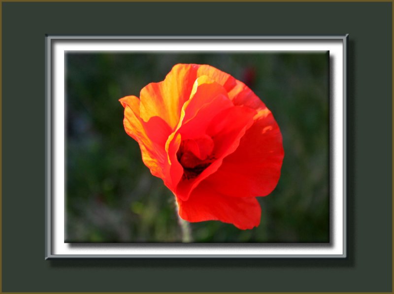 orange poppy