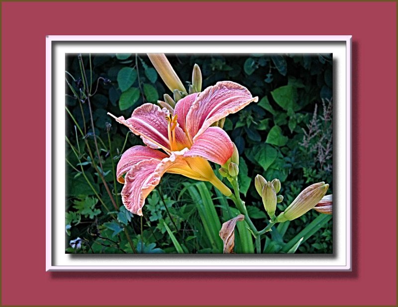 day lily