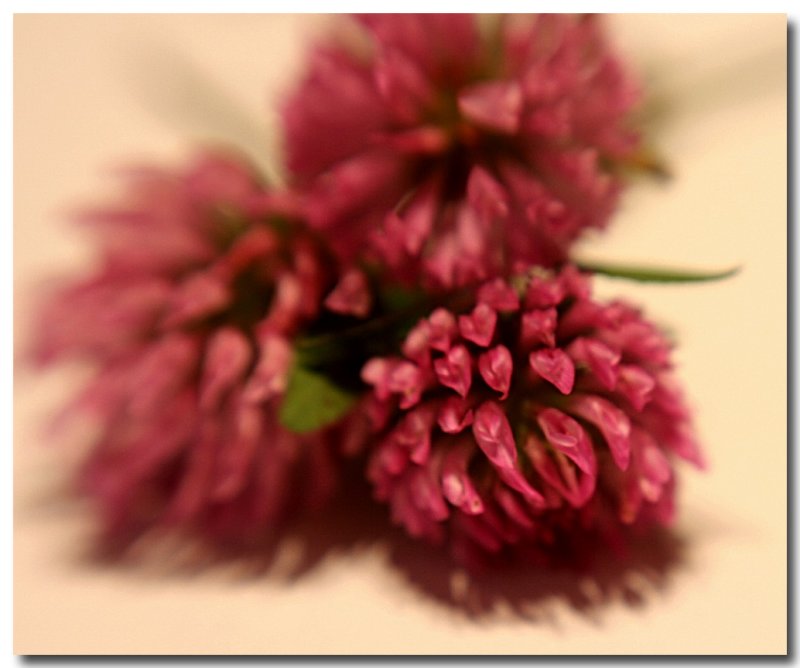 deep pink clover