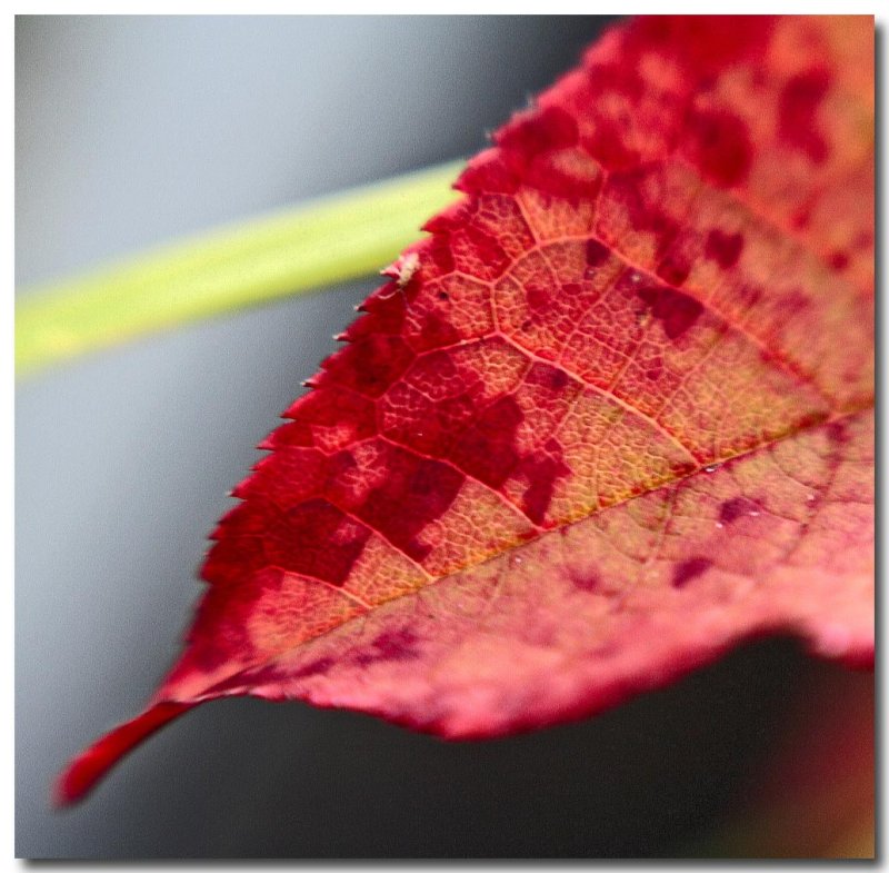 leaf in red