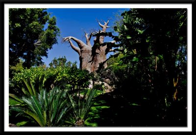  ancient tree...