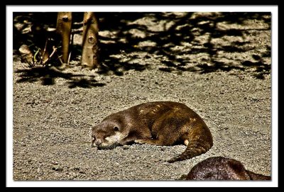 I love to doze in the sun...