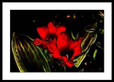 botanical tulips...