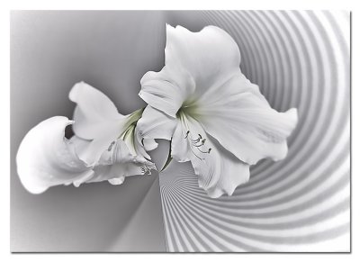 Amaryllis...