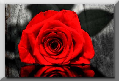 textured,BW and a red rose...