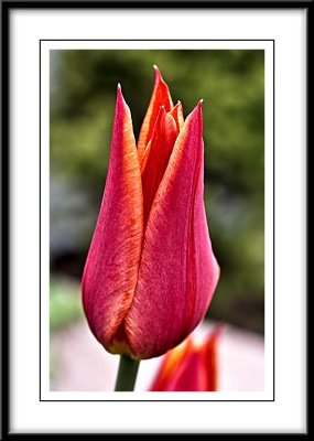 elegant tulip...