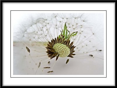 dandelion seedhead...