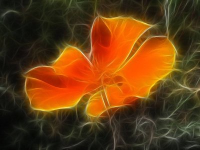 california poppy