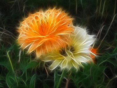 two marigolds