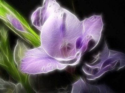 lilac gladioli.