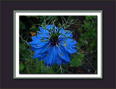 love in a mist