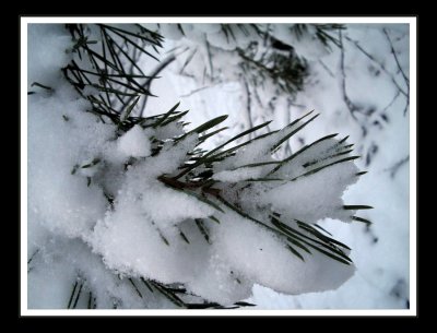 snow laden branches