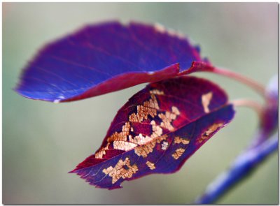 unusual-colored-leaves