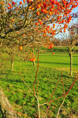 Belfairs Park