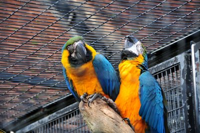 2 parrots