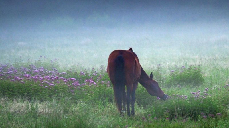 Hopkins Hollow