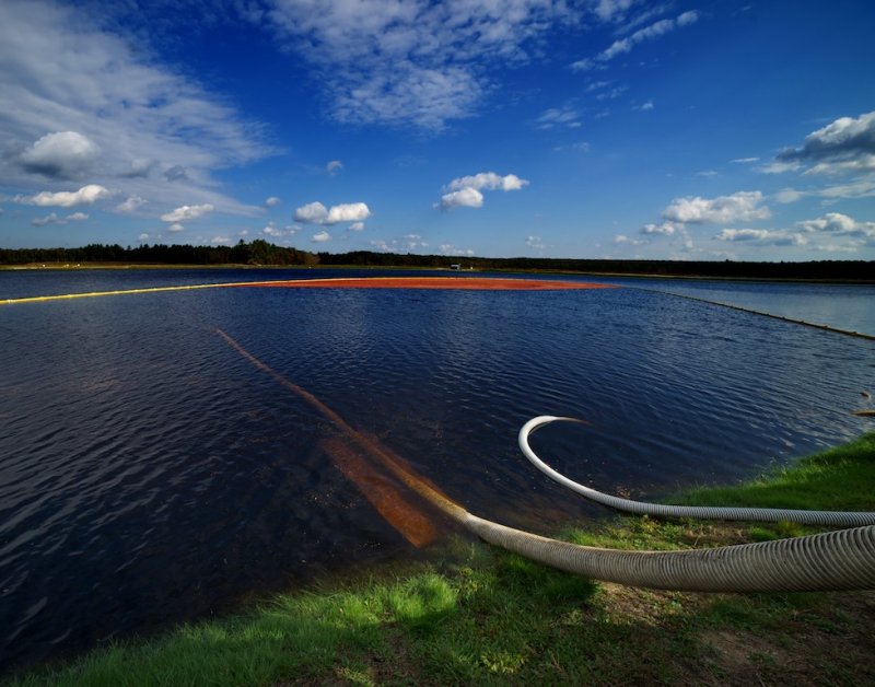 The cranberry harvest