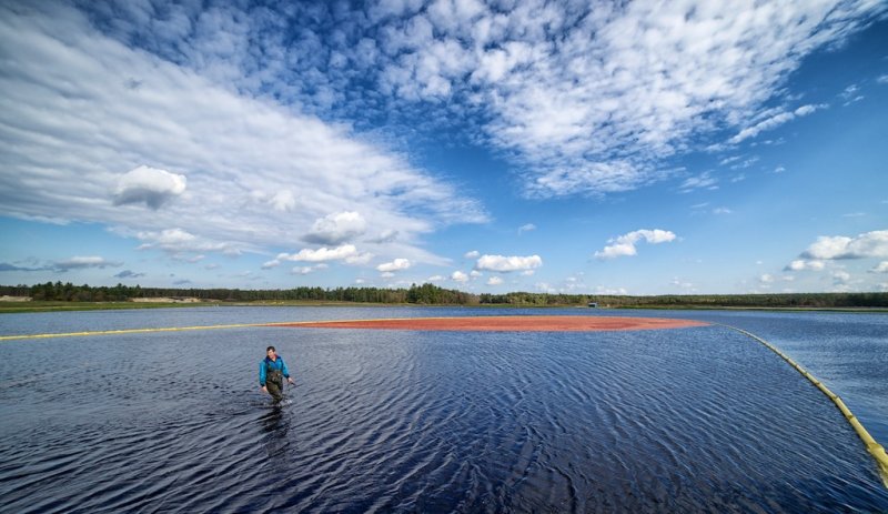 New England cranberry harvest