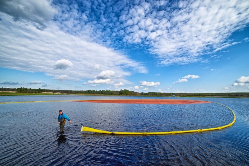 Harvesting the cranbeerrys in New England