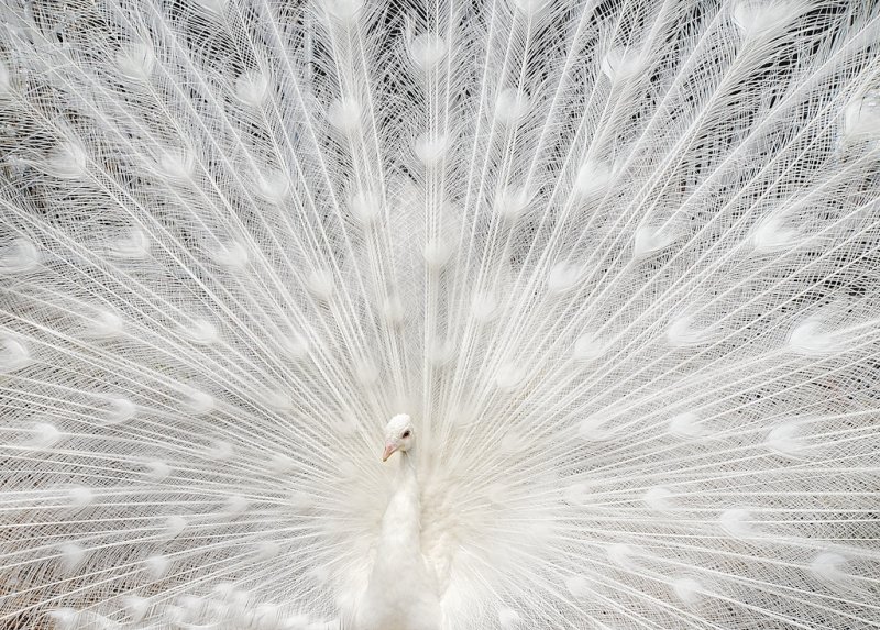 White Peacock