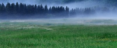 Misty meadow