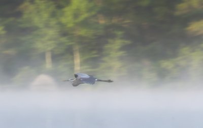 Flying in the morning mist