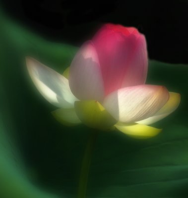  The beautiful  Lotus flower in full bloom