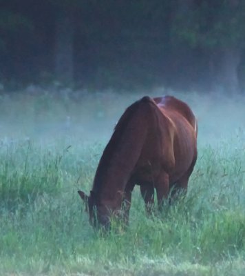Ferguson Horse farm  at dawn.