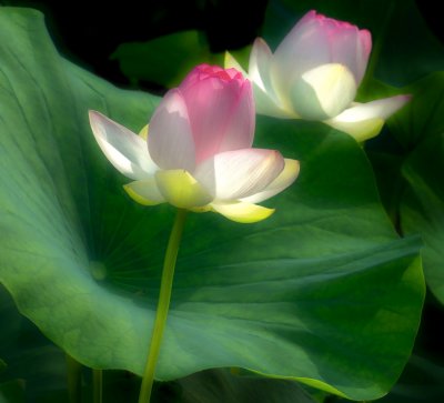 The awakening of the lotus flowers