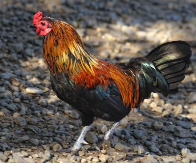 Ekonk rooster