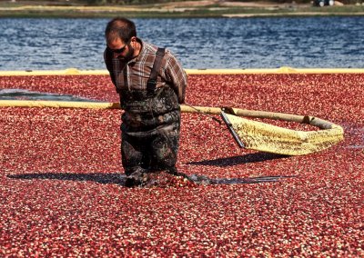 Harvesting the cranberrys