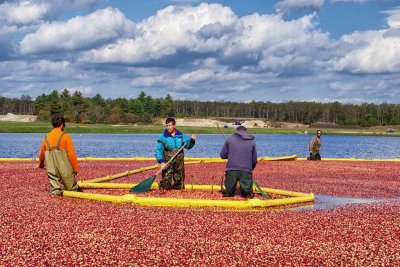 New England cranberry harvest