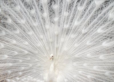 White Peacock