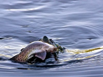 Snapping turtle eating a large trout for breakfast. Swallowed it whole head first. 