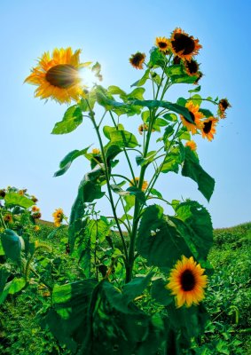 Late afternoon sun.