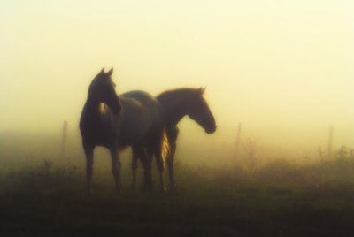 in the misty early light