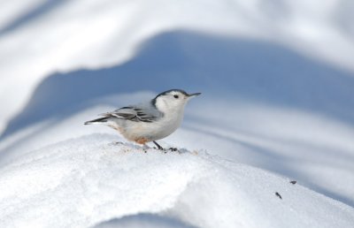 W.B__Nuthatch