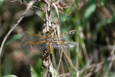 Four-spotted Skimmer