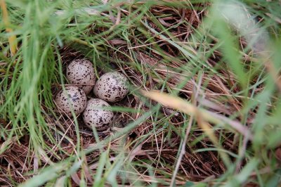 Sp__Sandpiper Nest